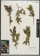 Foto von Salix myrtillifolia Anderson